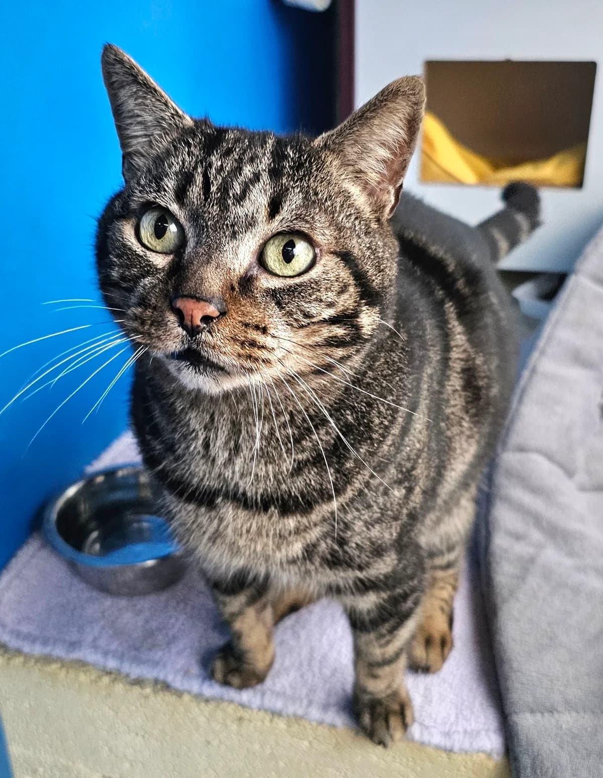 SUKUNA, Tigré gris male 6yo European Shorthair for adoption at SPA Poitiers, Poitiers