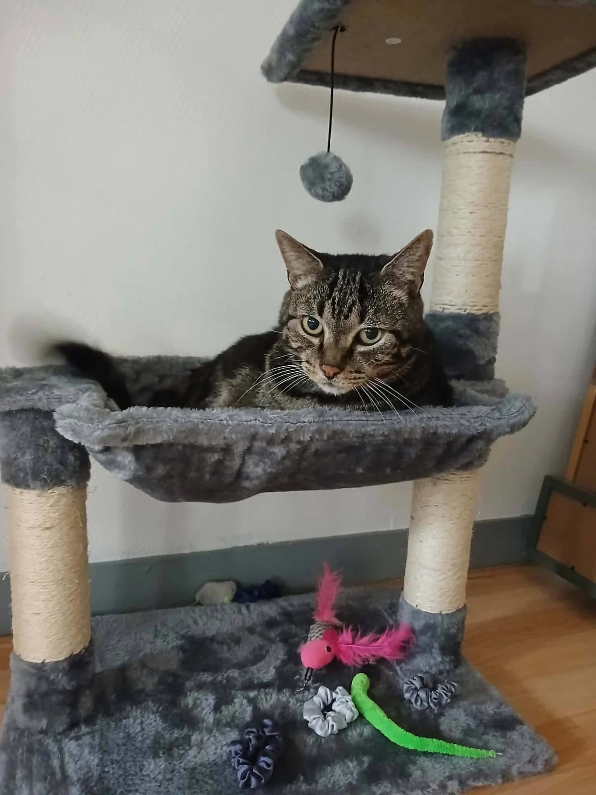 SUKUNA, Tigré gris male 6yo European Shorthair for adoption at SPA Poitiers, Poitiers