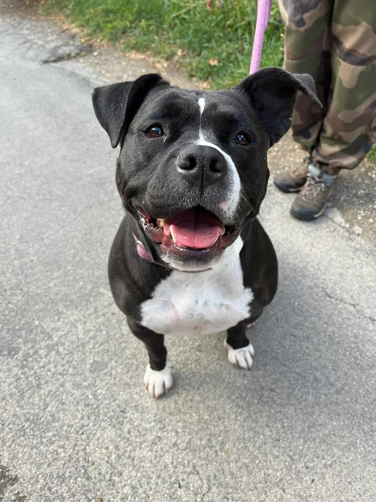 NALA, NOIRE-BLANC female 5yo American Bully for adoption at SPA Poitiers, Poitiers