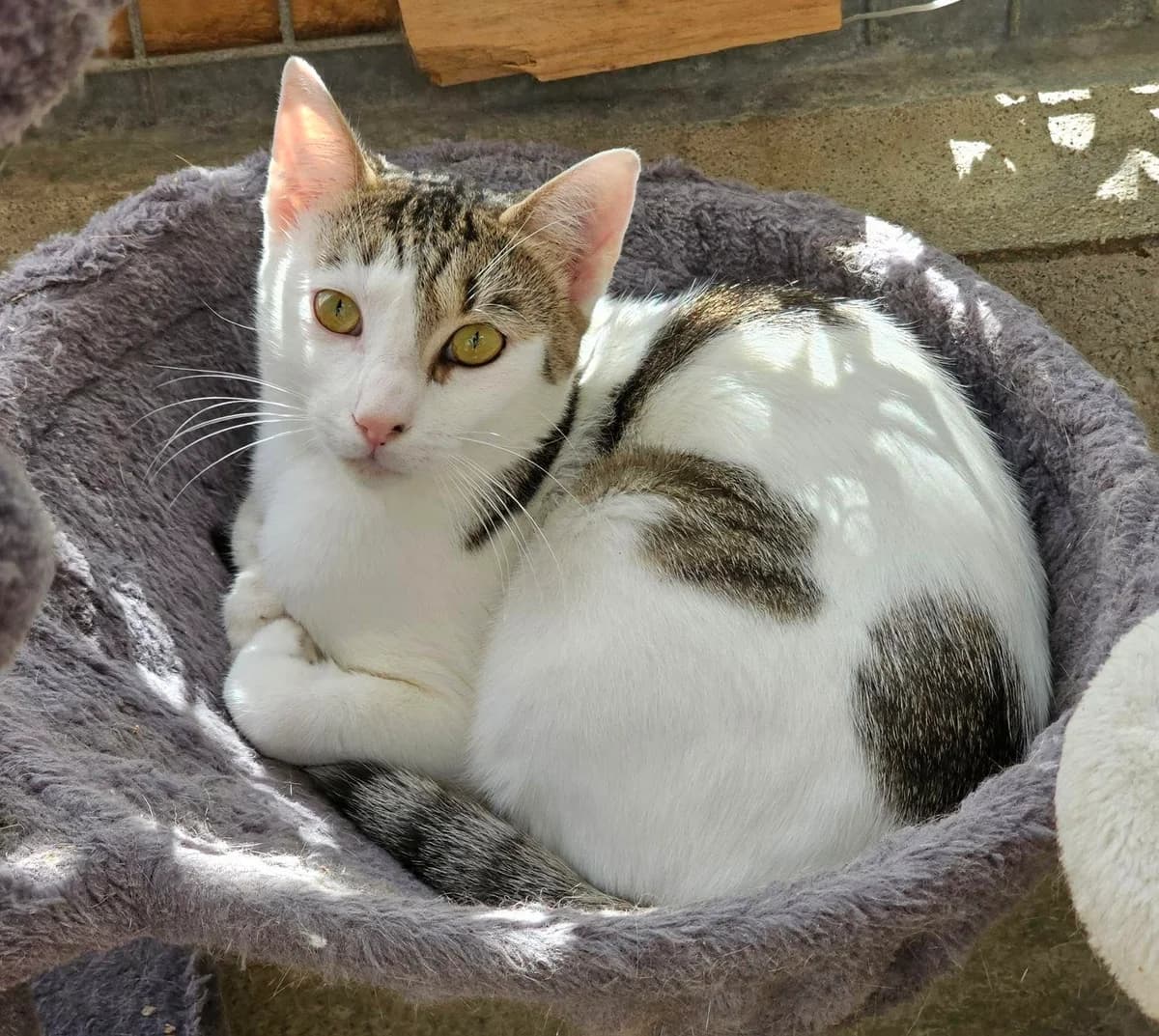 CHABICHOU, Blanc tigré marron male young European Shorthair for adoption at SPA Poitiers, Poitiers