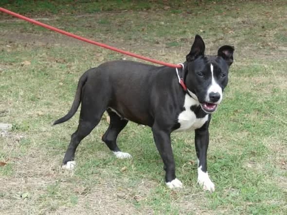 BABSY, NOIRE-BLANC female senior Bull Terrier for adoption at SPA Poitiers, Poitiers