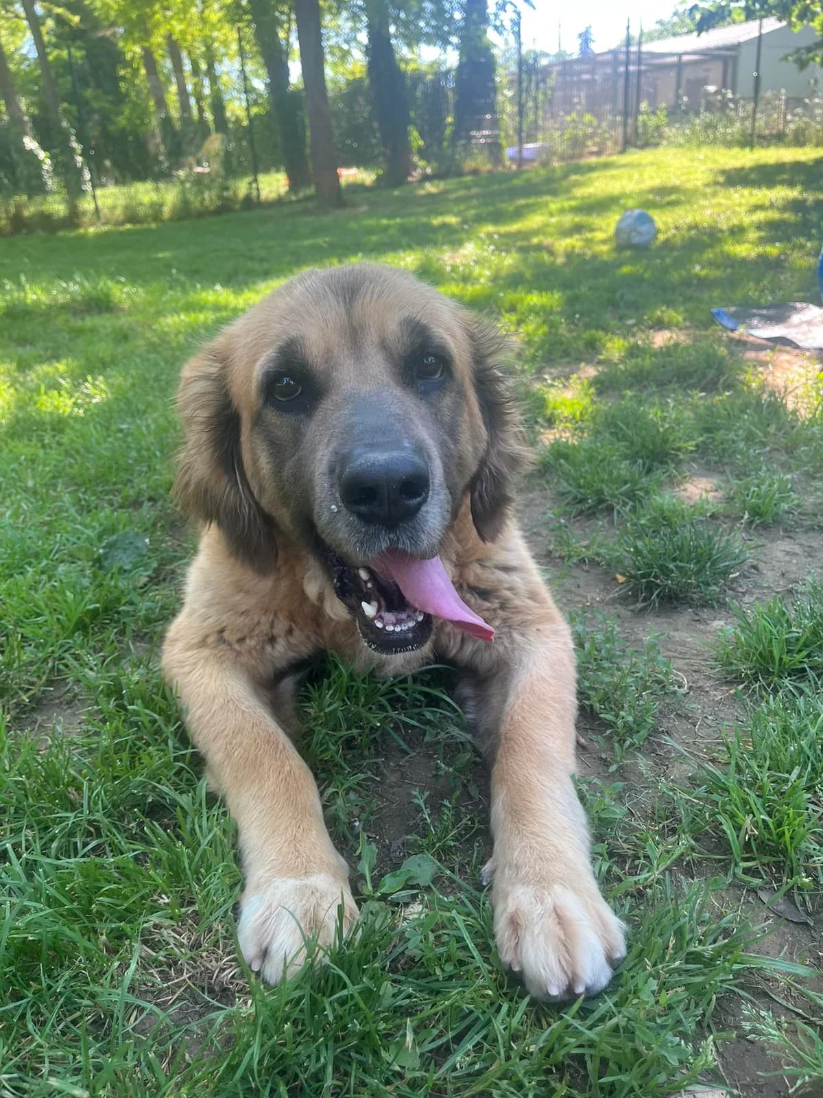 FIONA, MARRON female senior Saint Bernard for adoption at SPA Poitiers, Poitiers