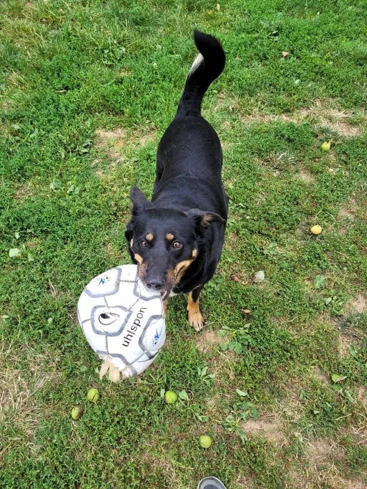 CRISTAL, Beauceron female 4yo mixed breed for adoption at SPA Poitiers, Poitiers
