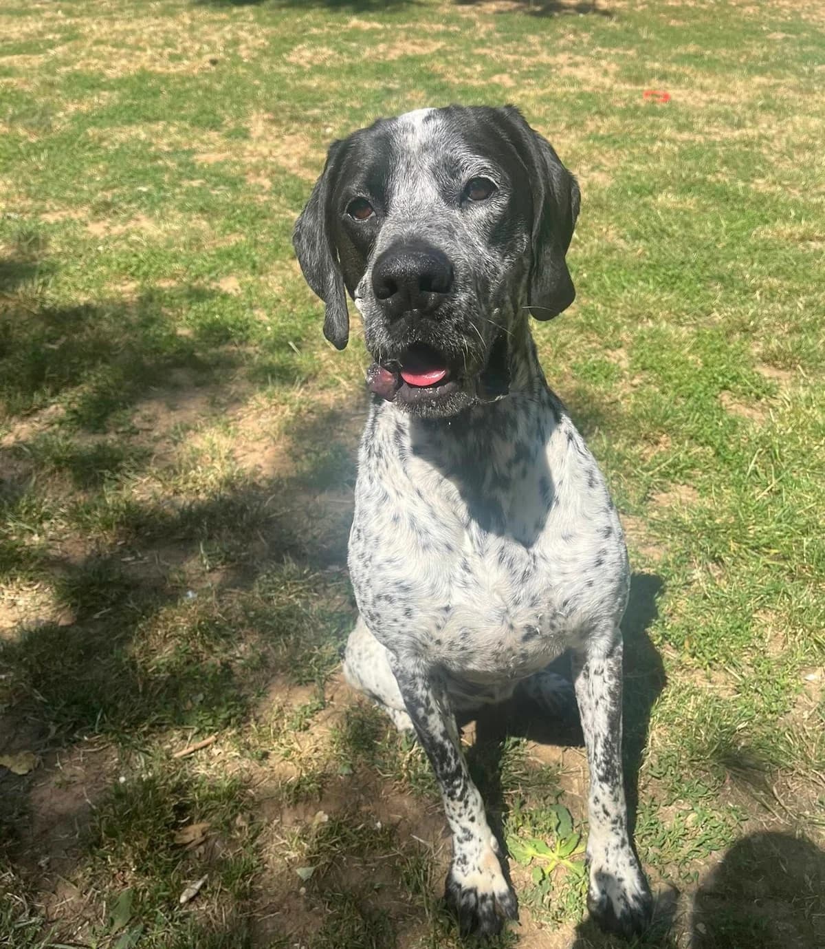 DOUNIA, female 6yo Mixed Breed for adoption at SPA Poitiers, Poitiers