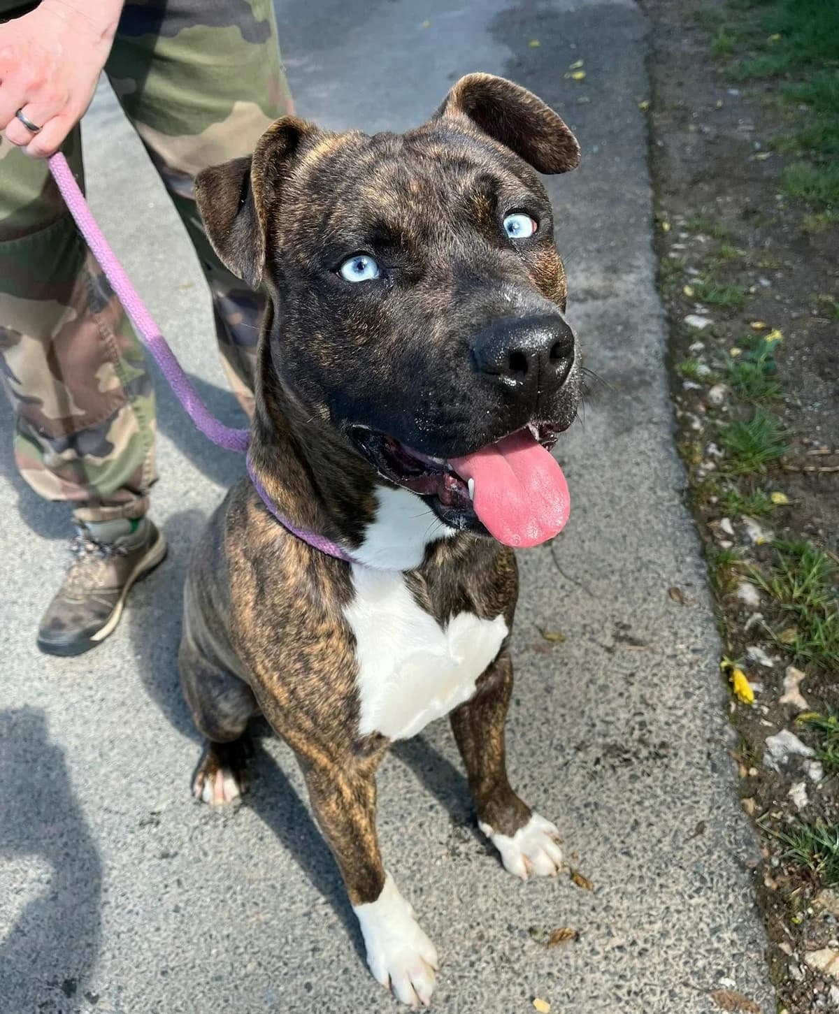 ARES, male young Mixed Breed for adoption at SPA Poitiers, Poitiers