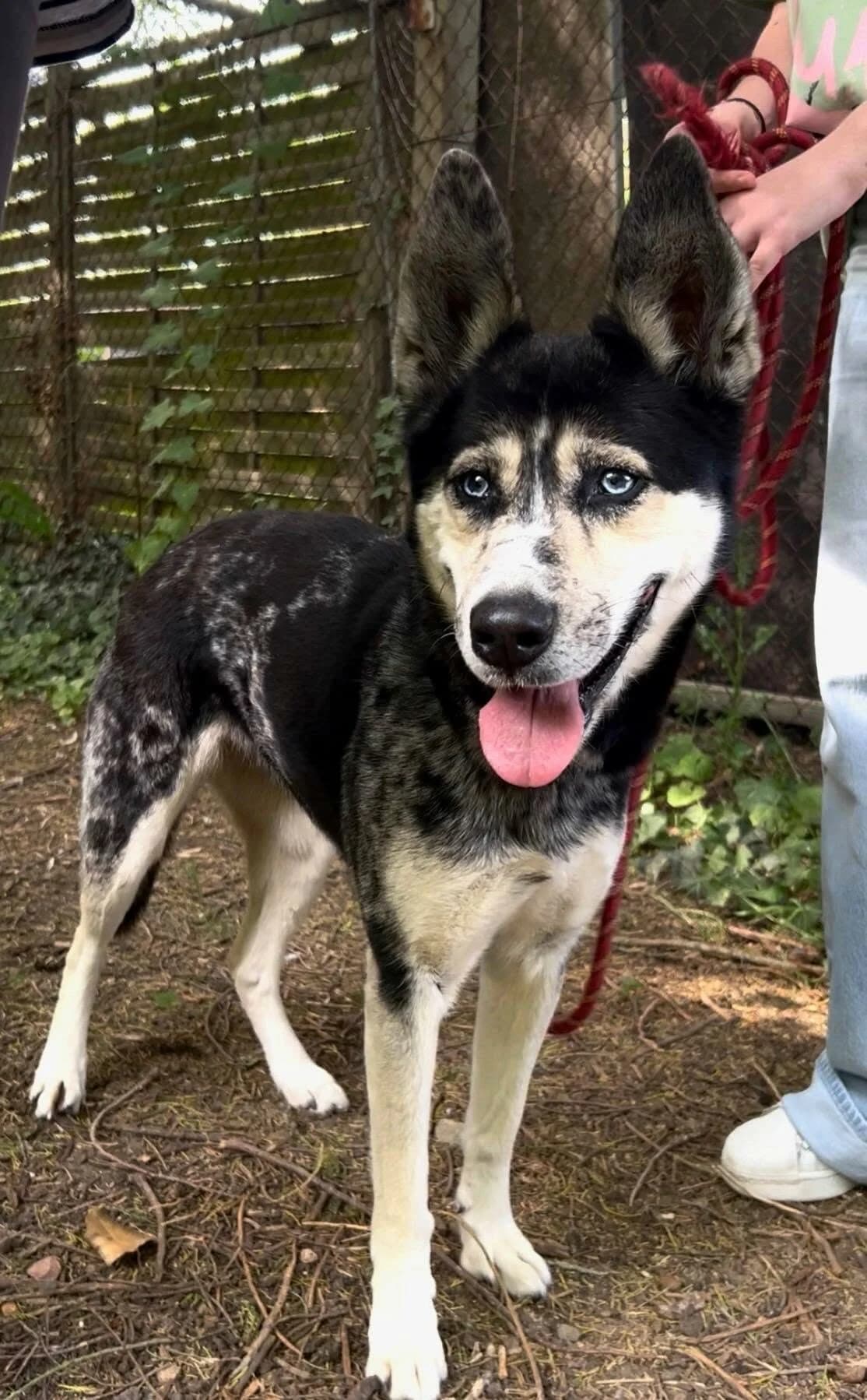 LAIKA, senior Mixed Breed for adoption at SPA Poitiers, Poitiers
