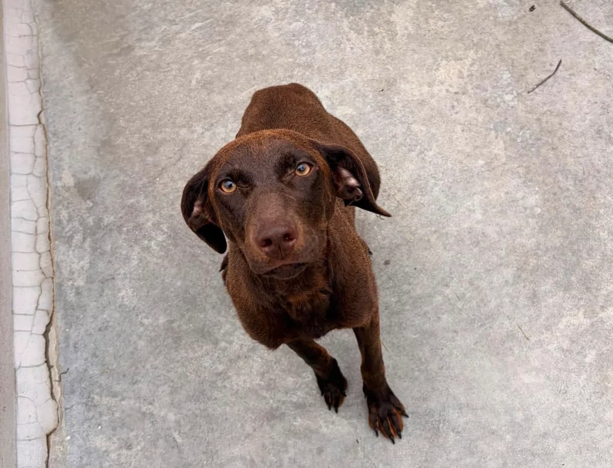 ABELLE, MARRON female young Pointer for adoption at SPA Poitiers, Poitiers
