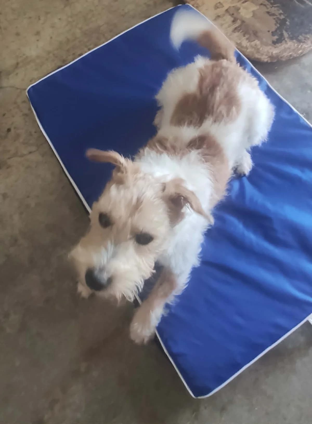 IDOLE, MARRON-BLANC male senior Jack Russell Terrier for adoption at SPA Poitiers, Poitiers