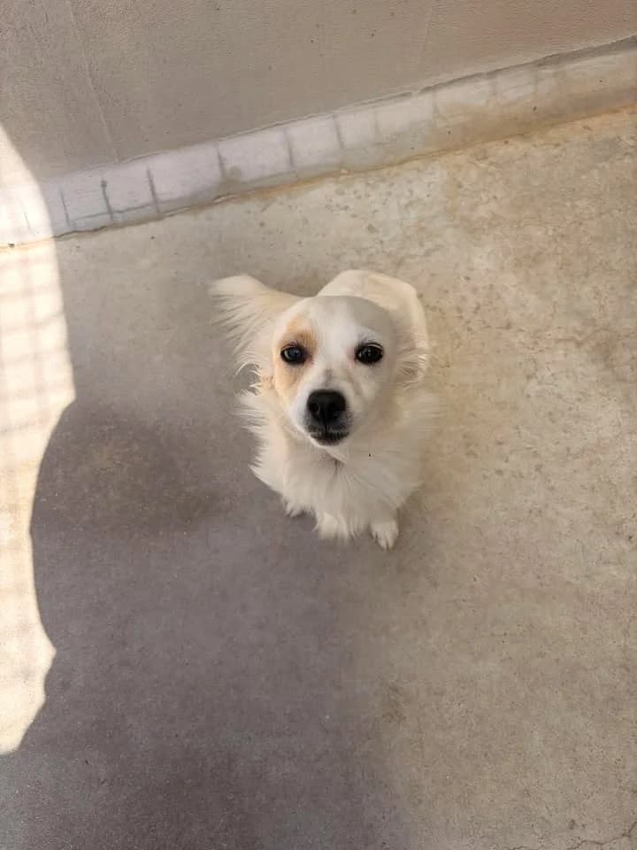 RUBy, BLANC female young Chihuahua for adoption at SPA Poitiers, Poitiers