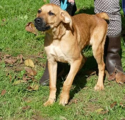 PACO, FAUVE male young Staffordshire Bull Terrier for adoption at SPA Poitiers, Poitiers