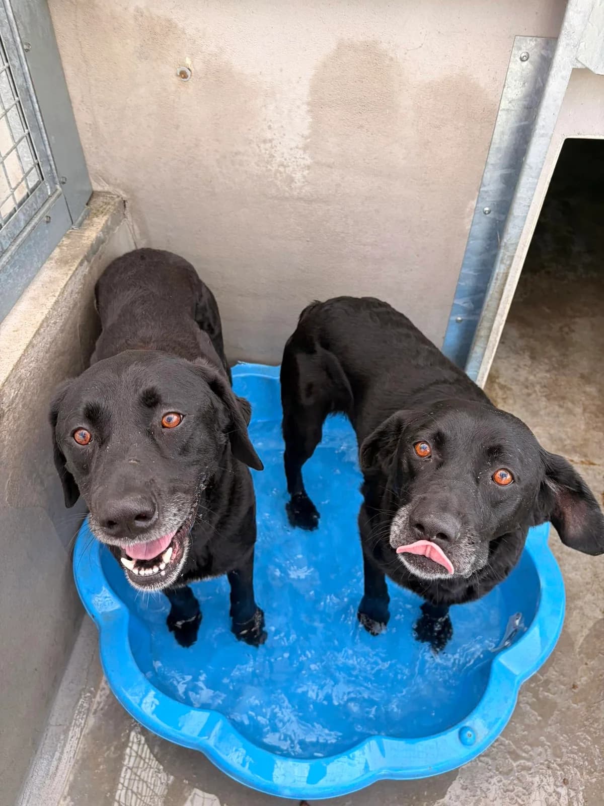 OLYMPE, NOIRE-BLANC female 6yo Labrador Retriever for adoption at SPA Poitiers, Poitiers