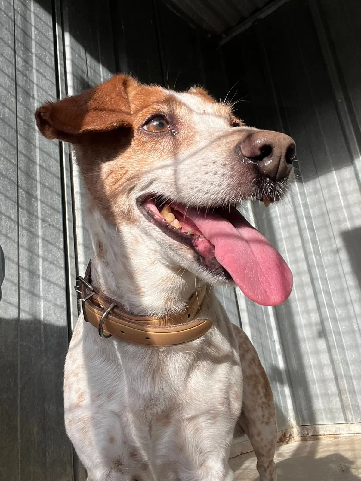 COQUIN, BLANC-MARRON male senior Jack Russell Terrier for adoption at SPA Poitiers, Poitiers