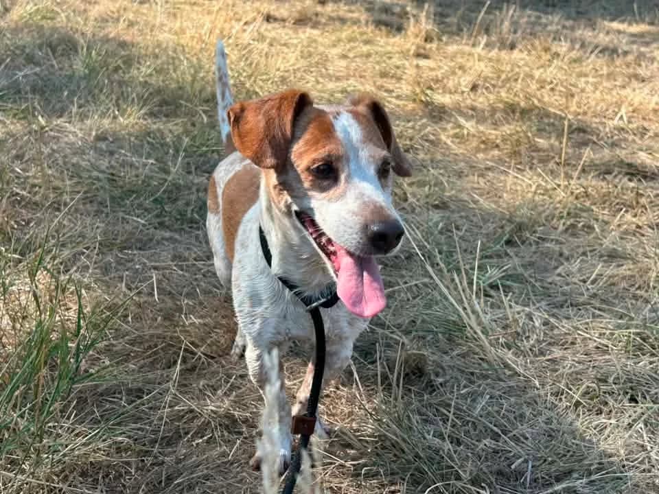 COQUIN, BLANC-MARRON male senior Jack Russell Terrier for adoption at SPA Poitiers, Poitiers