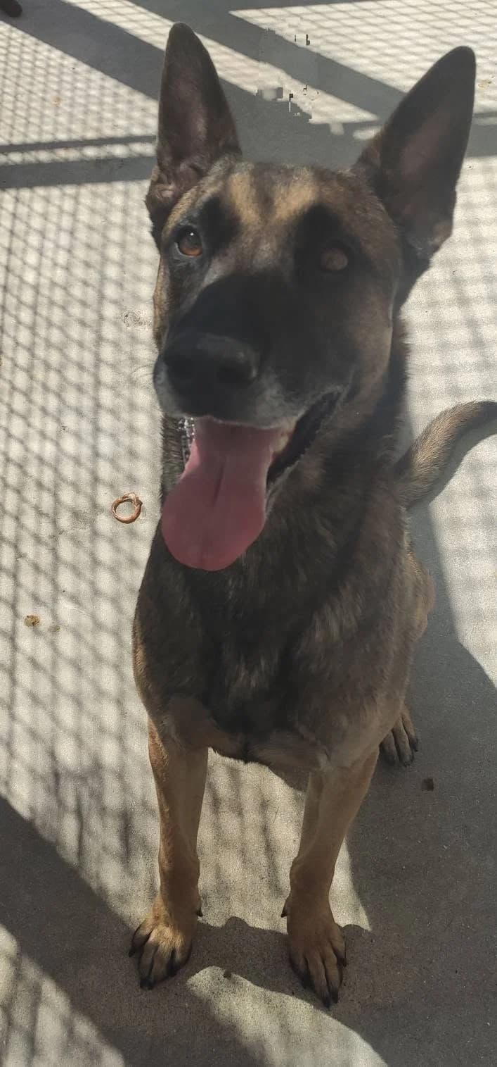 ROCKY, FAUVE male puppy Belgian Malinois for adoption at SPA Poitiers, Poitiers