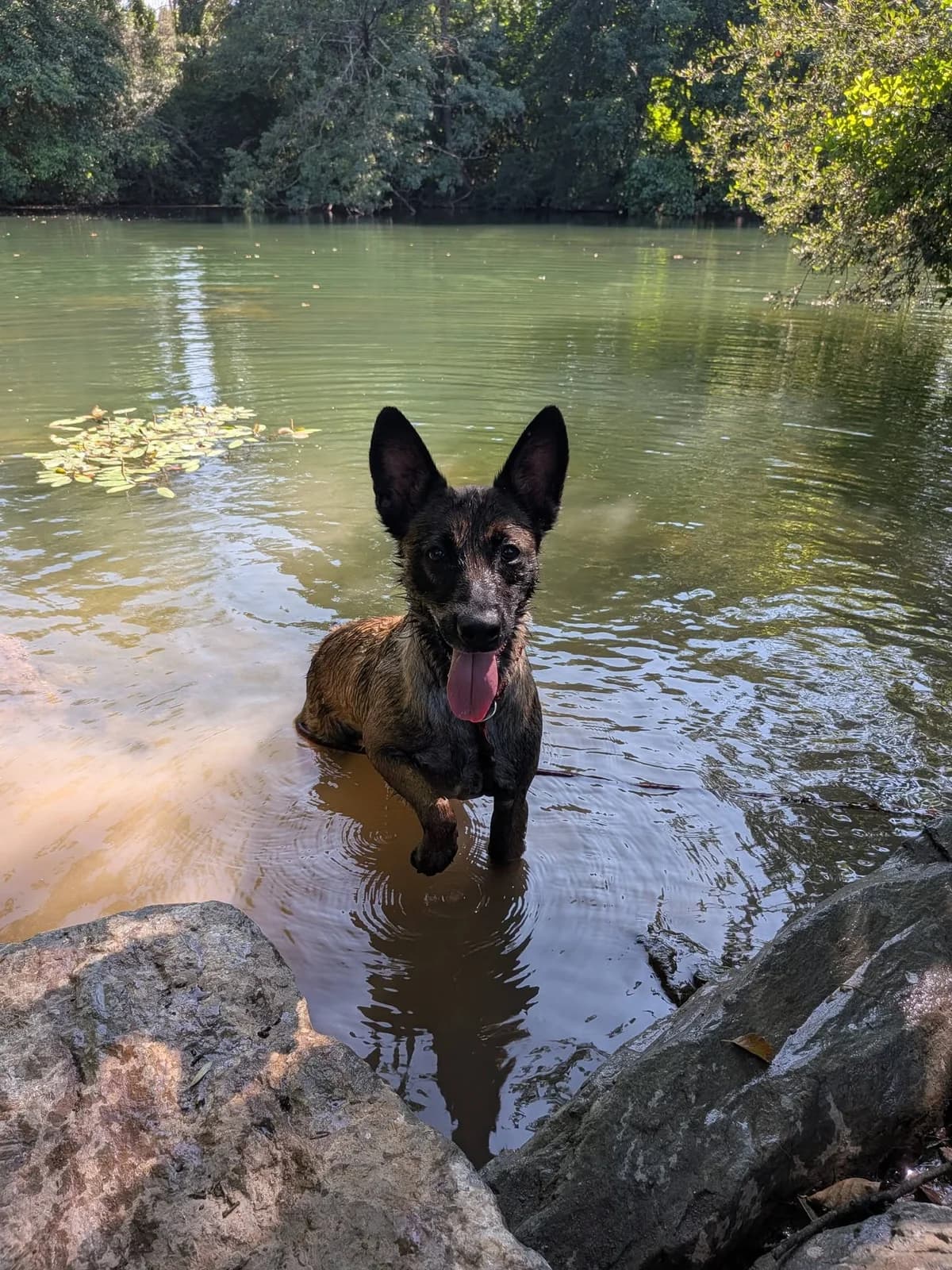 ROCKY, FAUVE male 4yo Belgian Malinois for adoption at SPA Poitiers, Poitiers