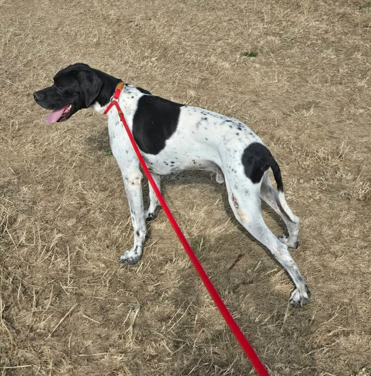 OOPER (URGENT Ooper cherche FA), male senior Pointer for adoption at SPA Poitiers, Poitiers