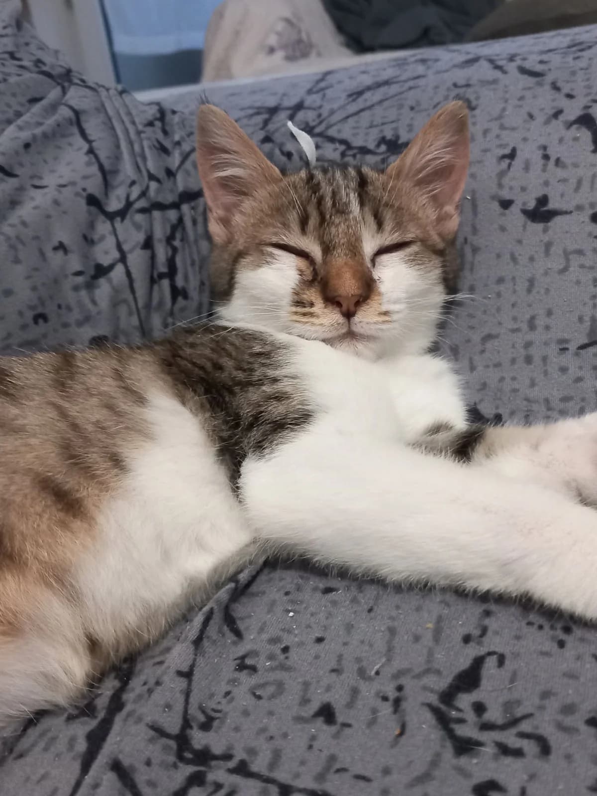 FARFALLE, tigré marron blanc female European Shorthair for adoption at SPA Poitiers, Poitiers