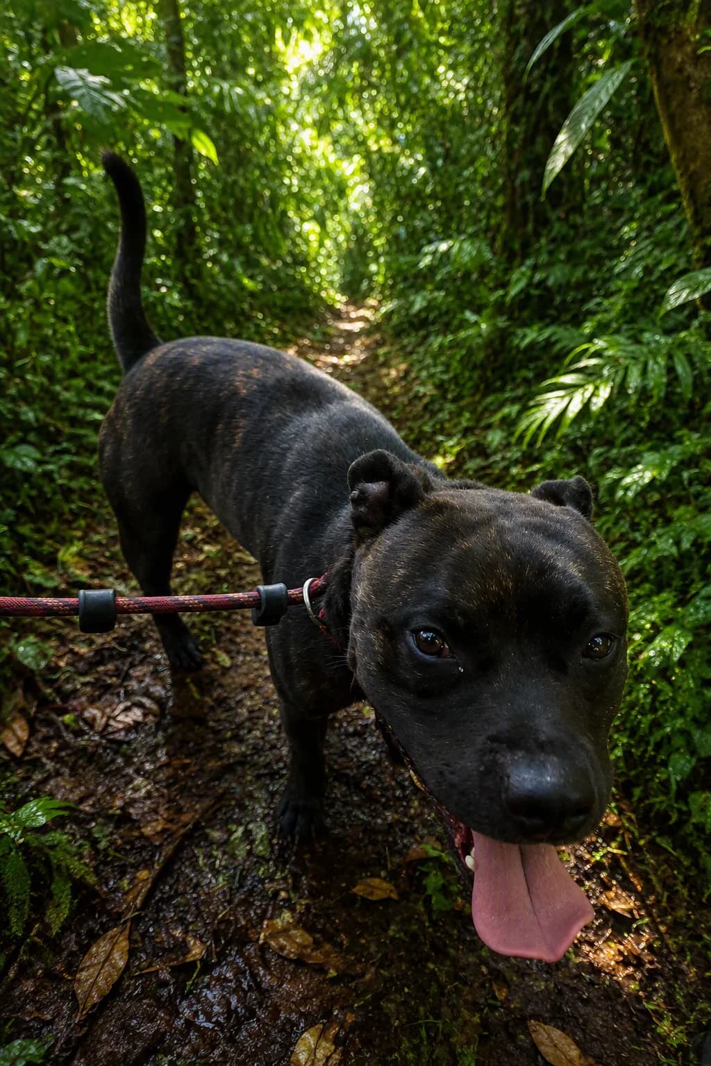 KUZCO, NOIRE-BRINGE male young Staffordshire Bull Terrier for adoption at SPA Poitiers, Poitiers