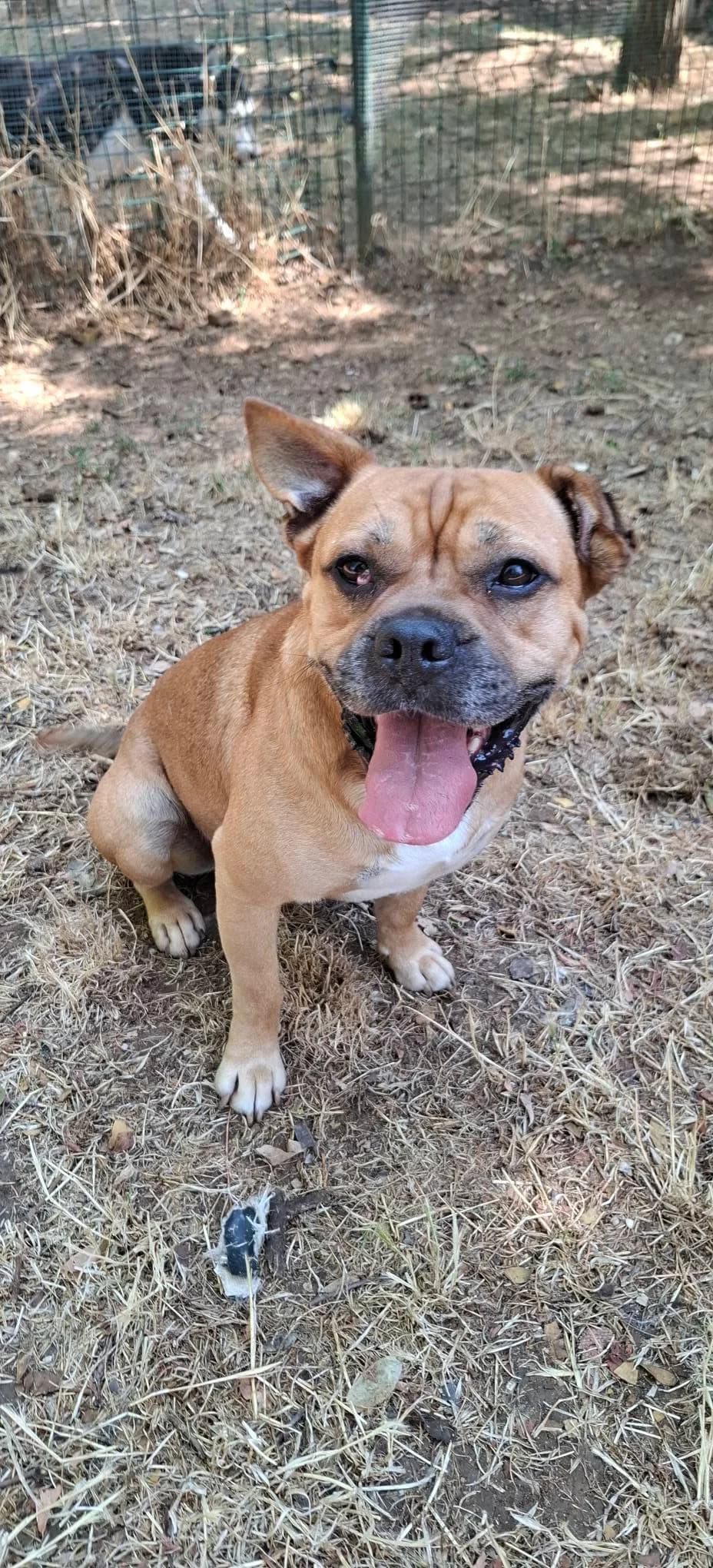 HATCHI, FAUVE male 4yo French Bulldog for adoption at SPA Poitiers, Poitiers