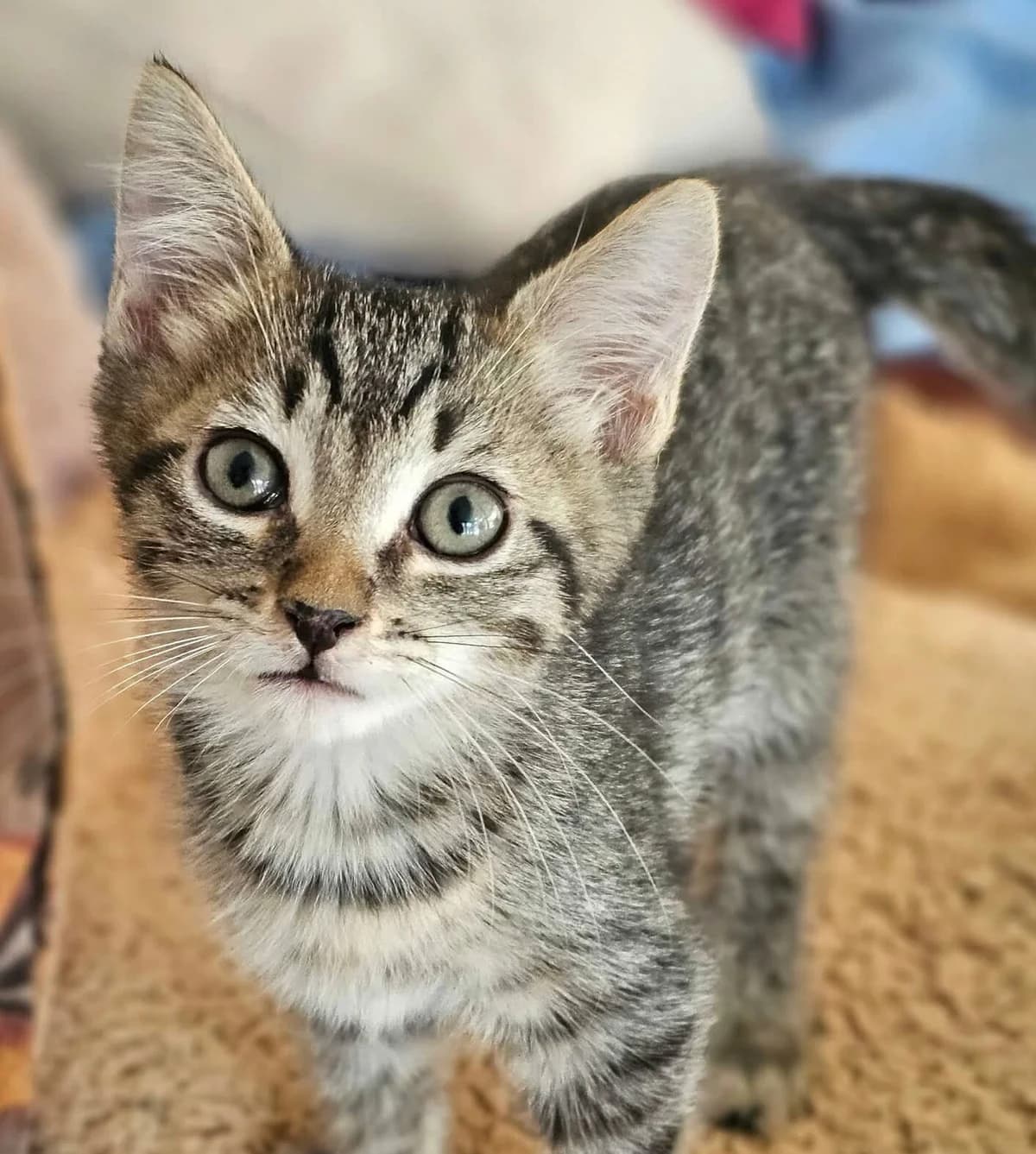 SENCHA, tigré marron male European Shorthair for adoption at SPA Poitiers, Poitiers