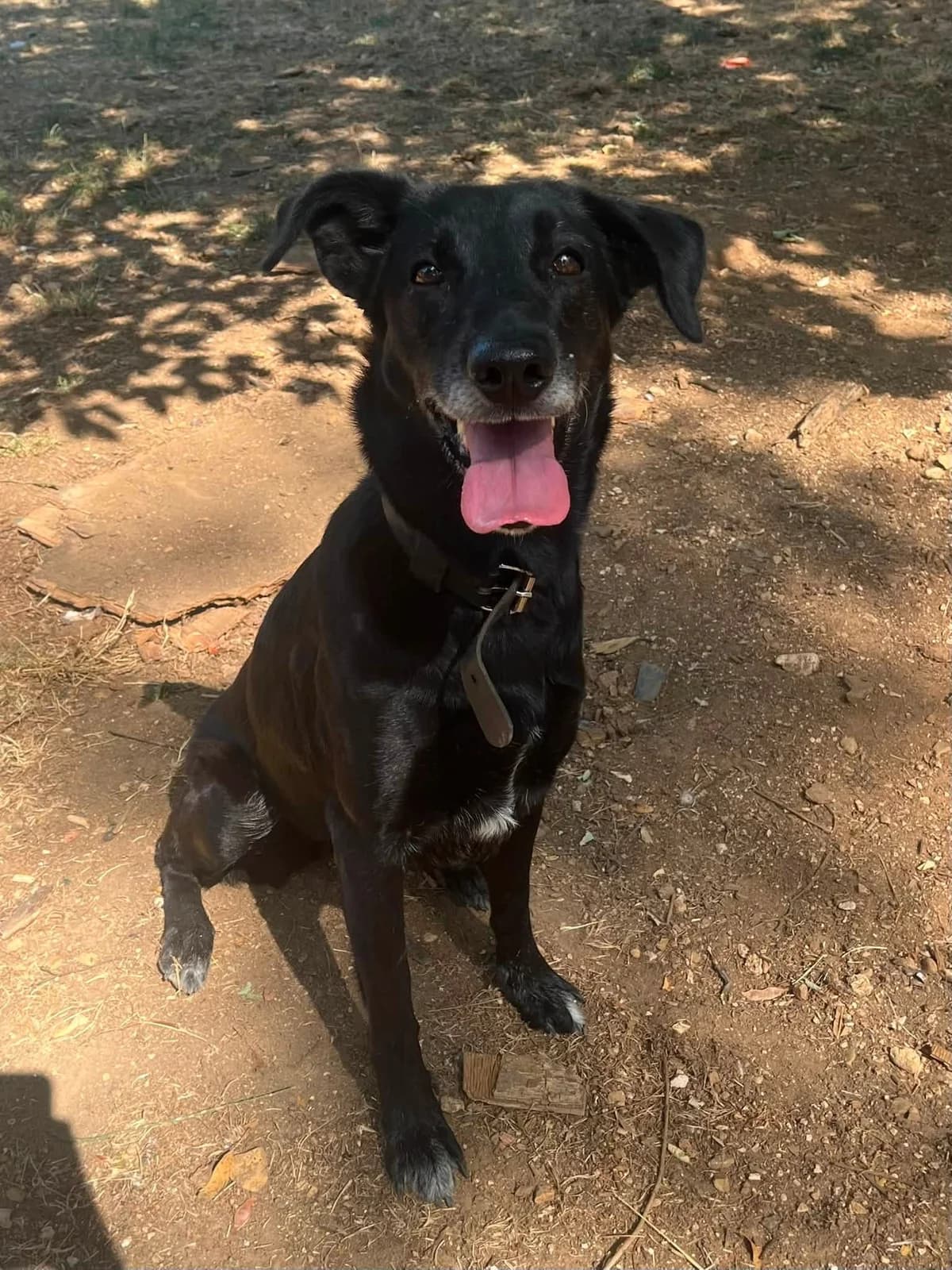 PRUNE, NOIRE-BLANC female 5yo Labrador Retriever for adoption at SPA Poitiers, Poitiers