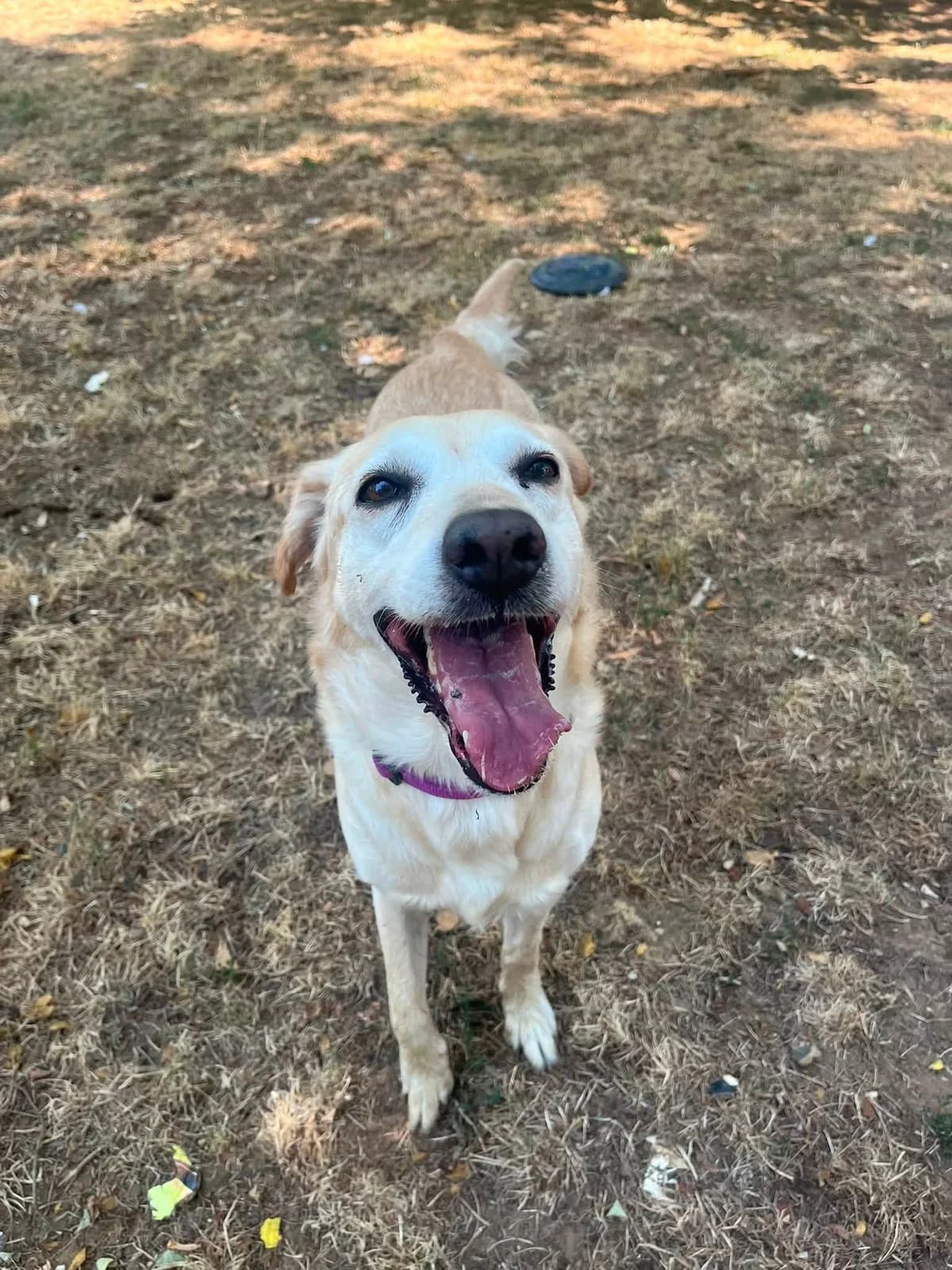 PEPETTE, SABLE female 5yo Labrador Retriever for adoption at SPA Poitiers, Poitiers