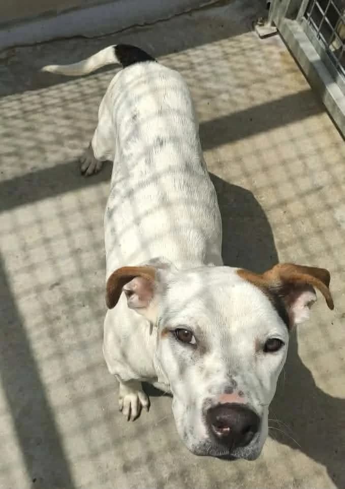 AZUR, BLANC-MARRON male young Mixed Breed for adoption at SPA Poitiers, Poitiers