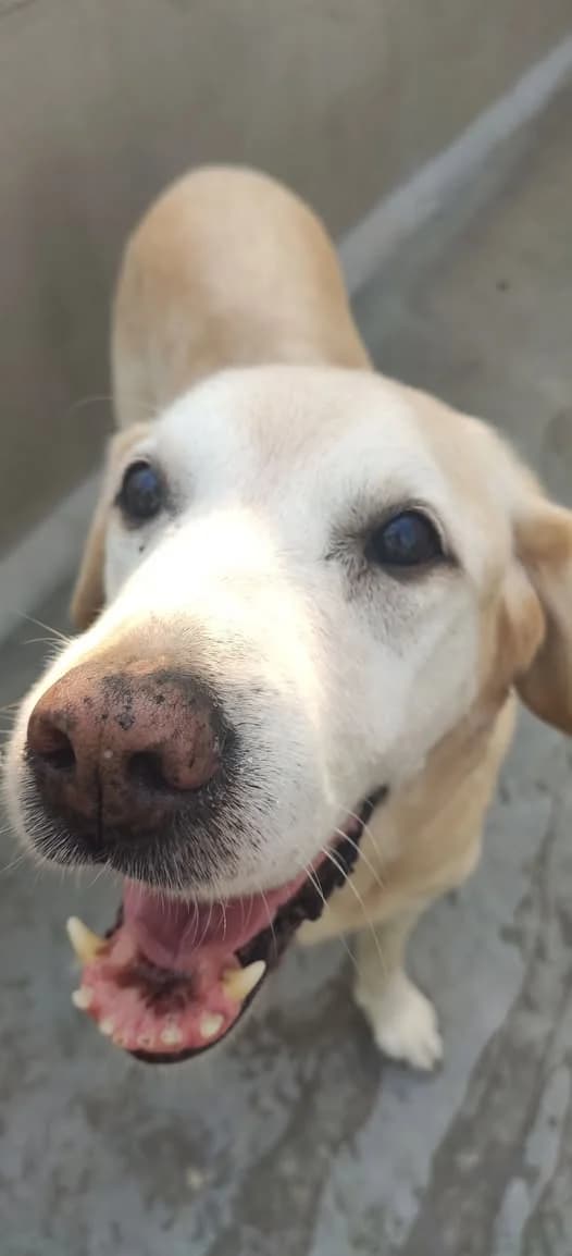 BELLA (URGENT cherche FA), SABLE female senior Labrador Retriever for adoption at SPA Poitiers, Poitiers