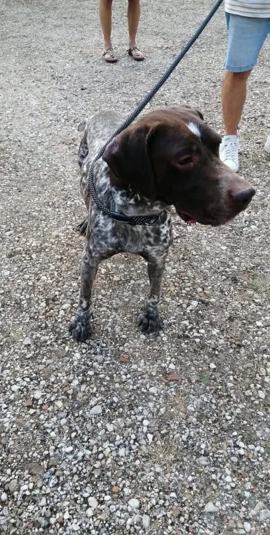 PABLO, MARRON-BLANC male 7yo German Shorthaired Pointer for adoption at SPA Poitiers, Poitiers