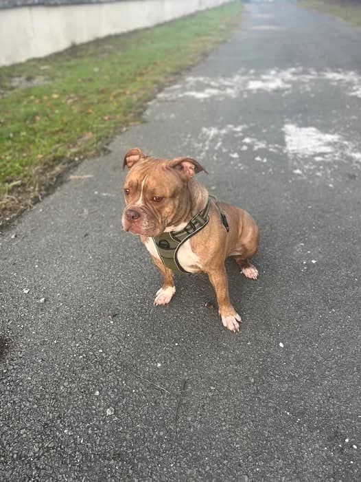 TAÏGA, BRINGE-BLANC female 3yo American Bully for adoption at SPA Poitiers, Poitiers