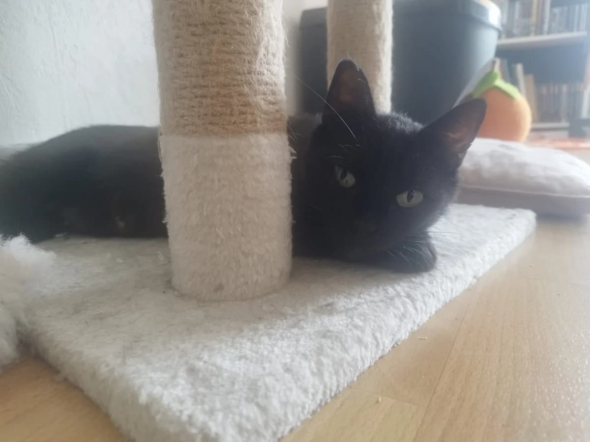 ZEPHIRA, noir female European Shorthair for adoption at SPA Poitiers, Poitiers