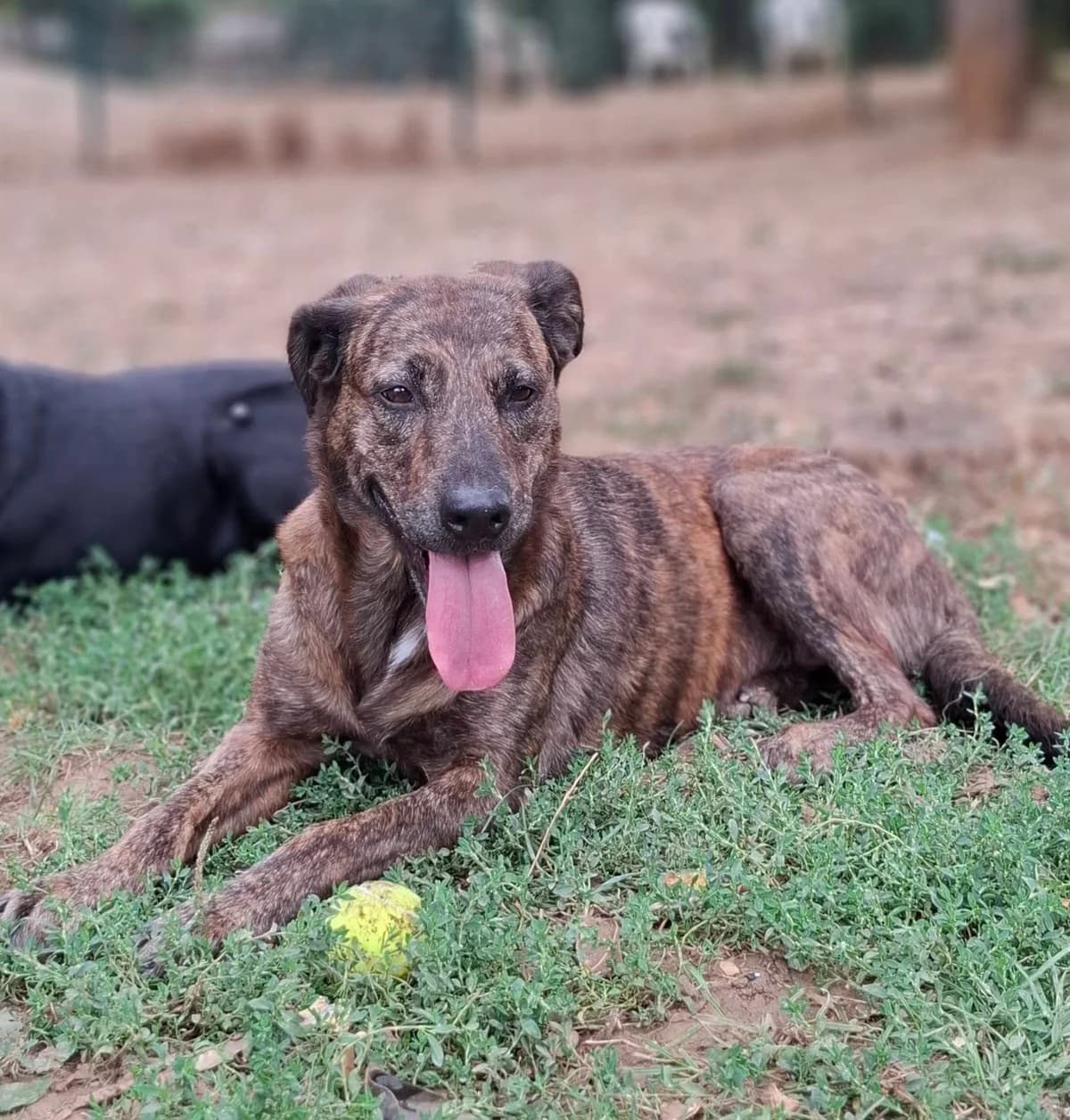 NAGA, BRINGE female senior mixed breed for adoption at SPA Poitiers, Poitiers