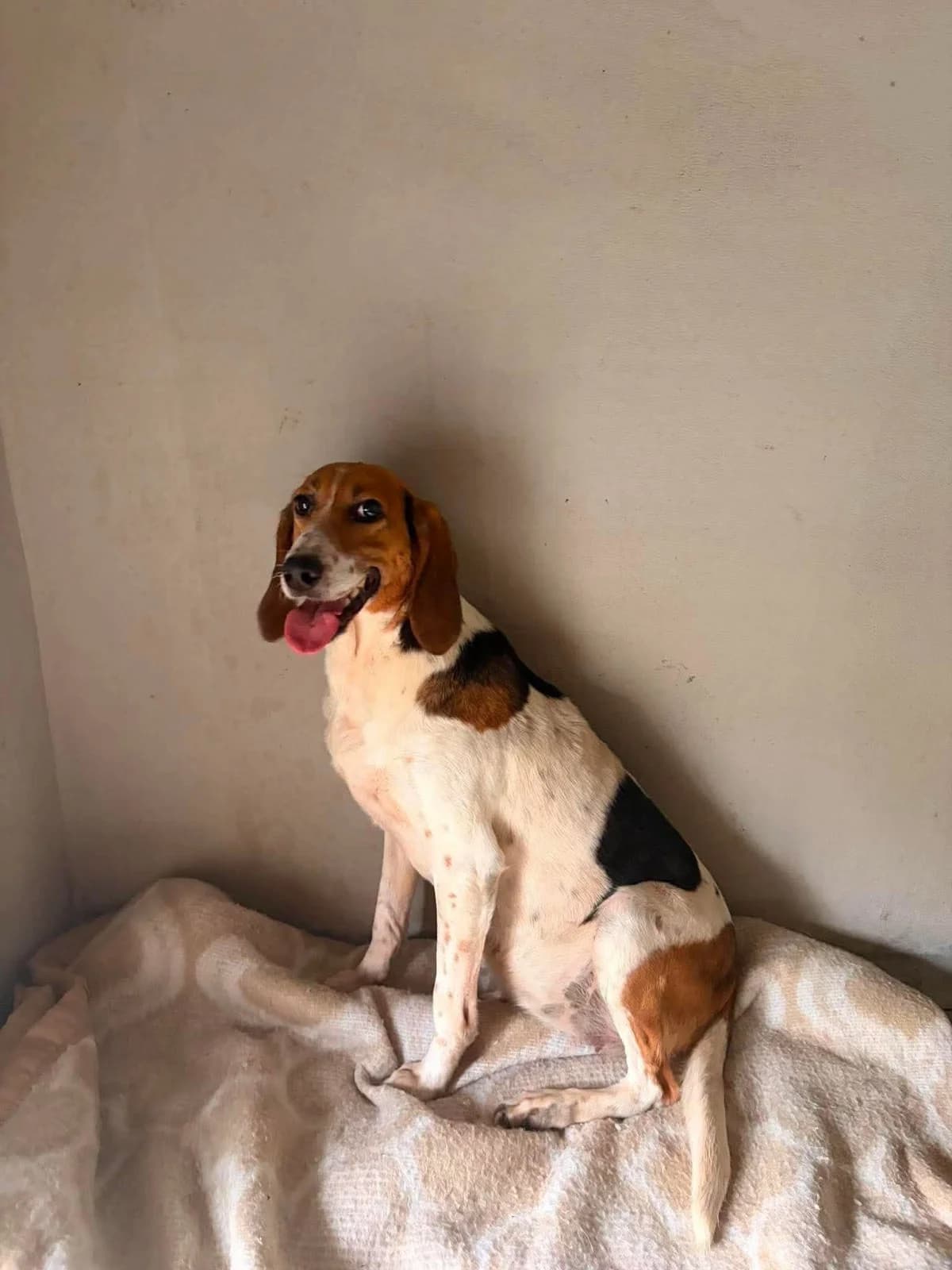 MIRANDA, TRICOLORE female senior mixed breed for adoption at SPA Poitiers, Poitiers