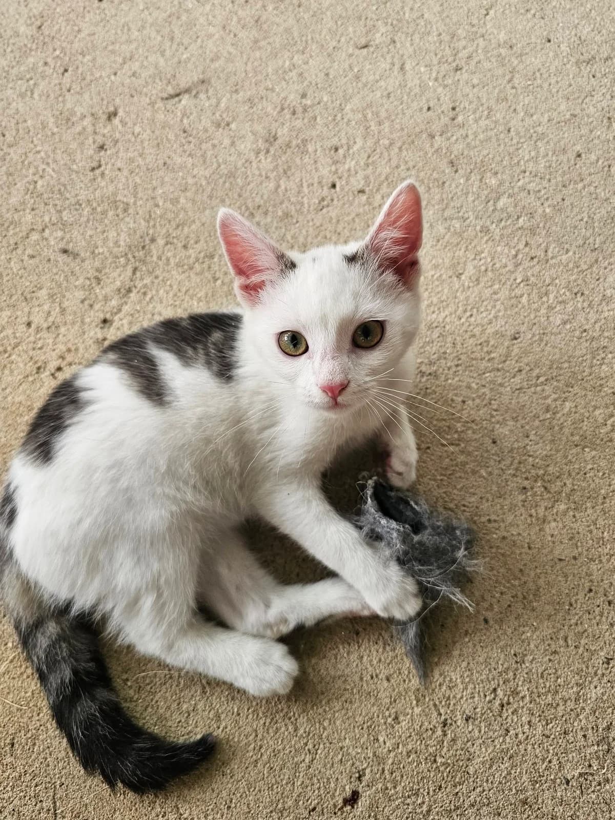 LIMONCELLO, gris blanc male puppy European Shorthair for adoption at SPA Poitiers, Poitiers