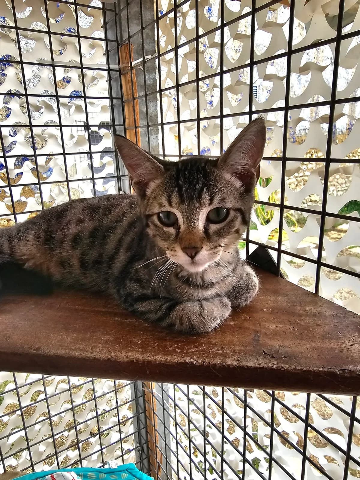 LINGUINE, tigré marron male European Shorthair for adoption at SPA Poitiers, Poitiers