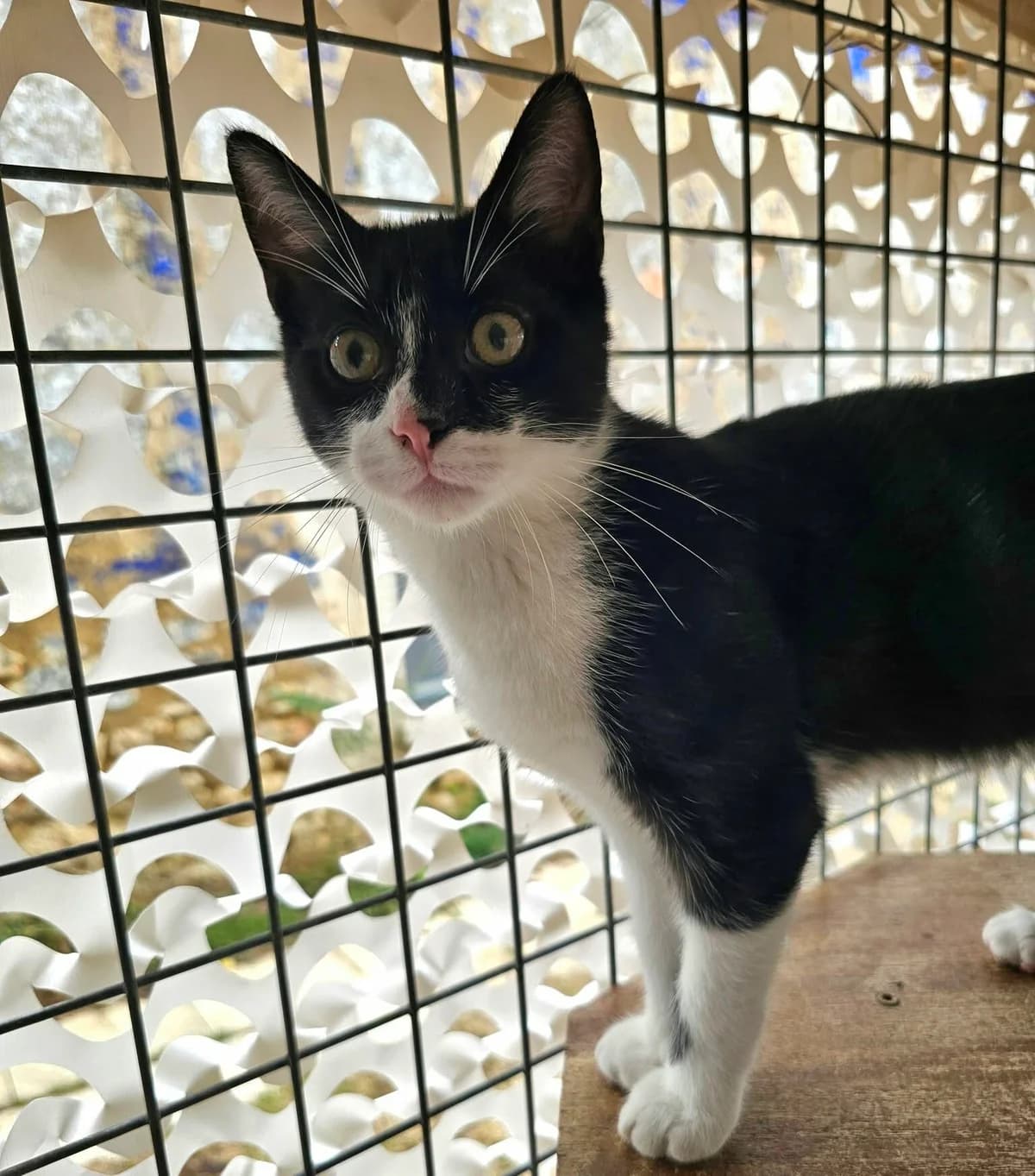 ZIP, noir et blanc male European Shorthair for adoption at SPA Poitiers, Poitiers