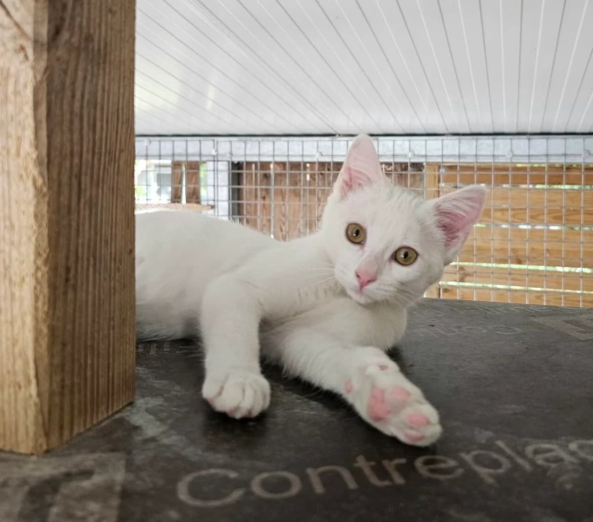 RIPLEY, blanc female European Shorthair for adoption at SPA Poitiers, Poitiers
