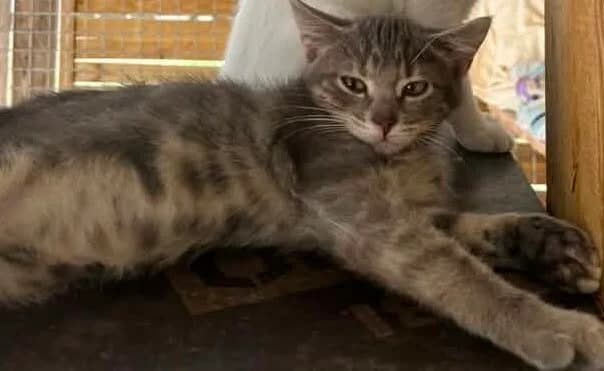 LARACROFT, tigré gris female European Shorthair for adoption at SPA Poitiers, Poitiers