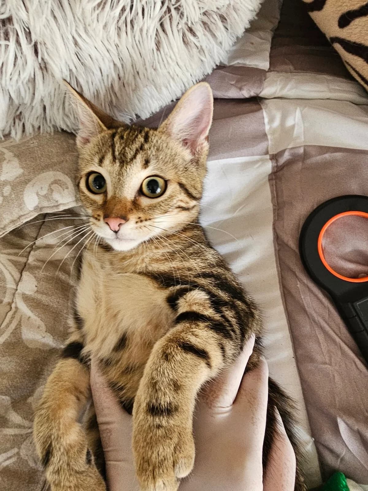 LOLLIPOP, tigré marron female European Shorthair for adoption at SPA Poitiers, Poitiers
