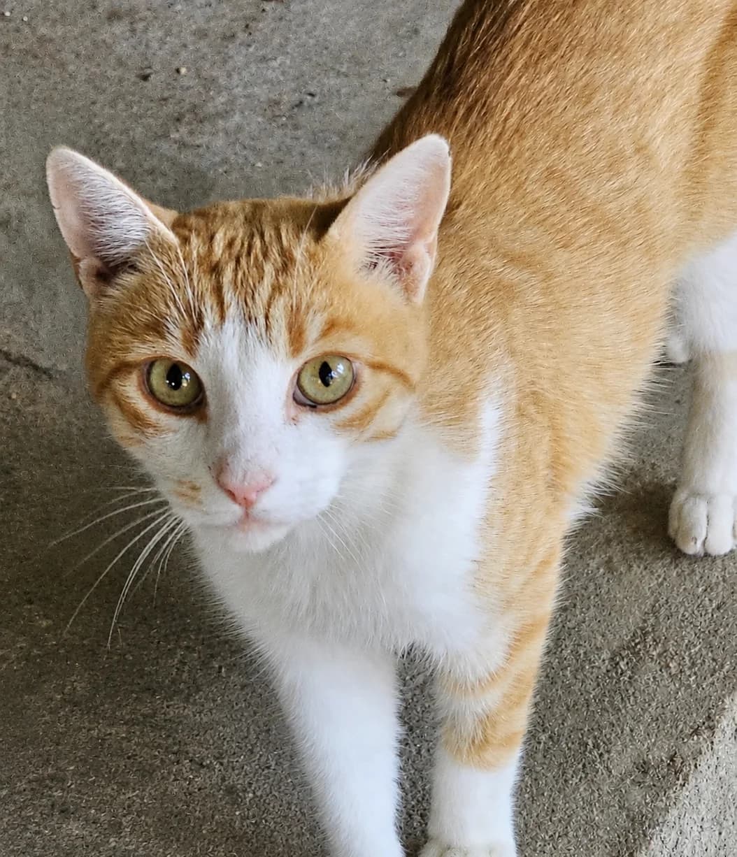 STITCH, roux et blanc male 7yo European Shorthair for adoption at SPA Poitiers, Poitiers