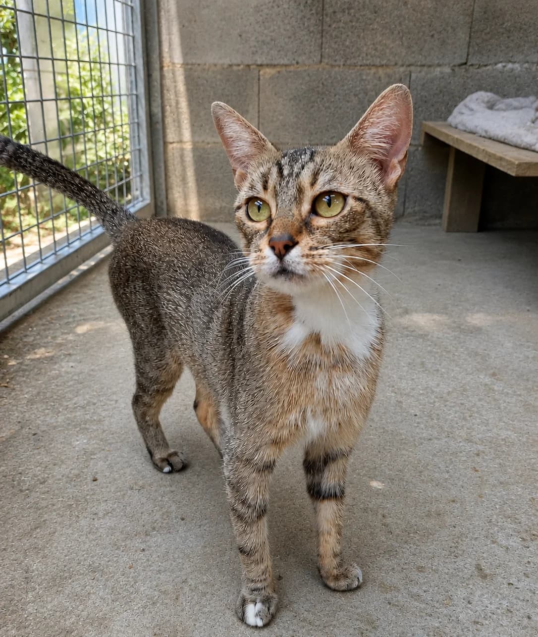 PAPRIKA, tigré gris female 5yo European Shorthair for adoption at SPA Poitiers, Poitiers