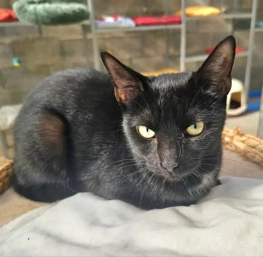 KUROMI, noir female young European Shorthair for adoption at SPA Poitiers, Poitiers