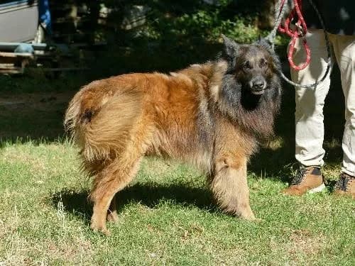 OSLO, NOIRE-MARRON male senior Belgian Tervuren for adoption at SPA Poitiers, Poitiers