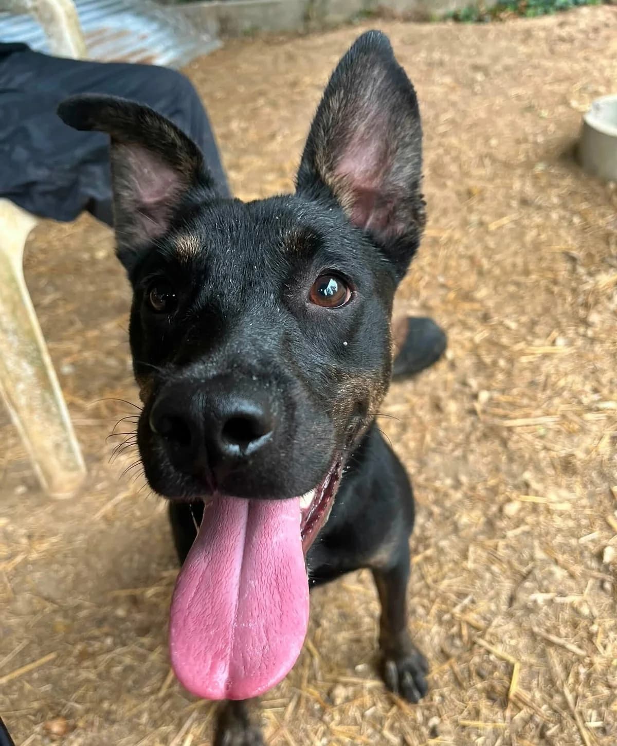 ARNO, NOIRE-FEU male young Mixed Breed for adoption at SPA Poitiers, Poitiers