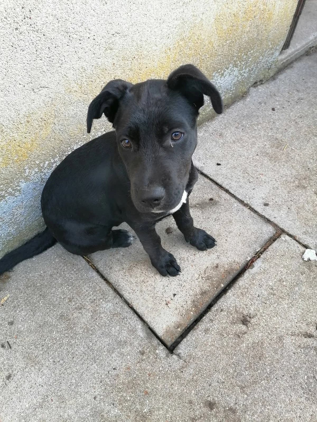 BAYA, female puppy European Shorthair for adoption at SPA Poitiers, Poitiers