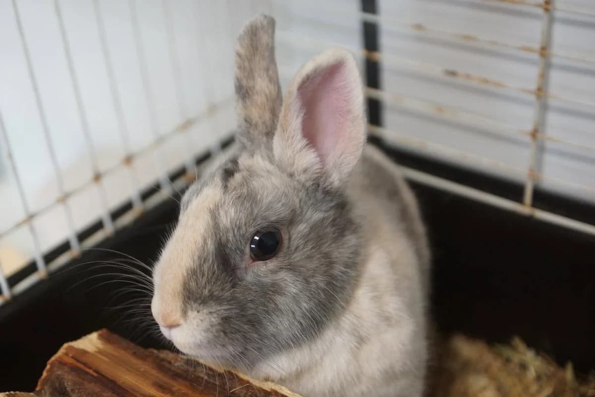 LAPIN, female young Mixed Breed for adoption at SPA Poitiers, Poitiers