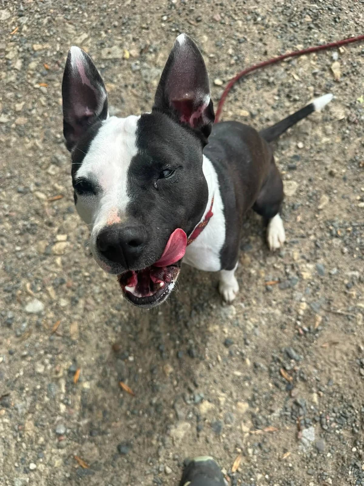 HOLLIE, NOIRE-BLANC female young Mixed Breed for adoption at SPA Poitiers, Poitiers