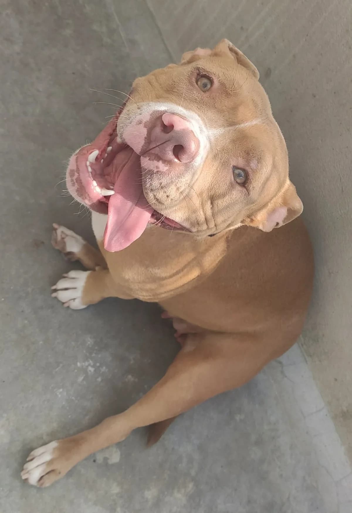NAYA, MARRON-BLANC female young mixed breed for adoption at SPA Poitiers, Poitiers