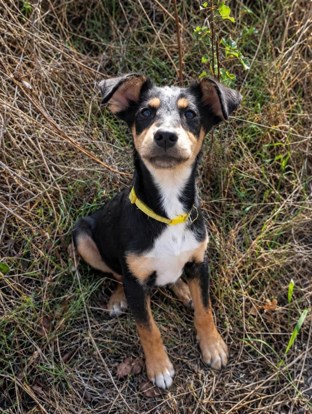 BLUFF, NOIRE-FEU male puppy mixed breed for adoption at SPA Poitiers, Poitiers