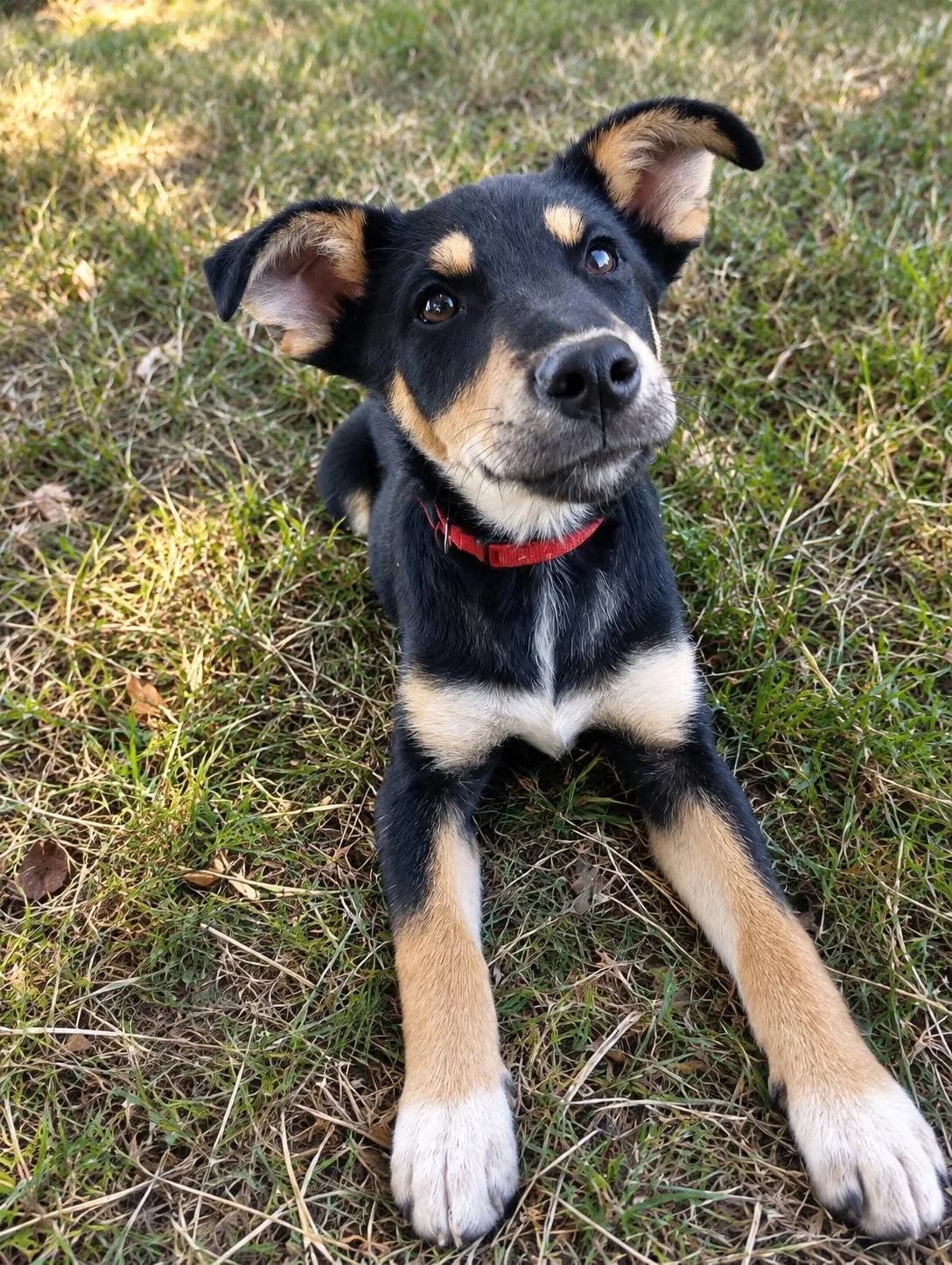 BINGO, NOIRE-FEU male puppy mixed breed for adoption at SPA Poitiers, Poitiers